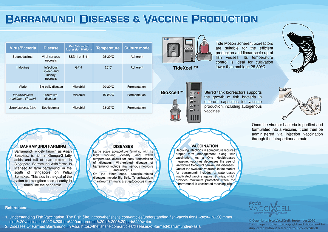 Barramundi Diseases and Vaccine Production